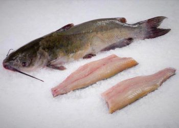 Manfaat ikan manyung untuk kesehatan